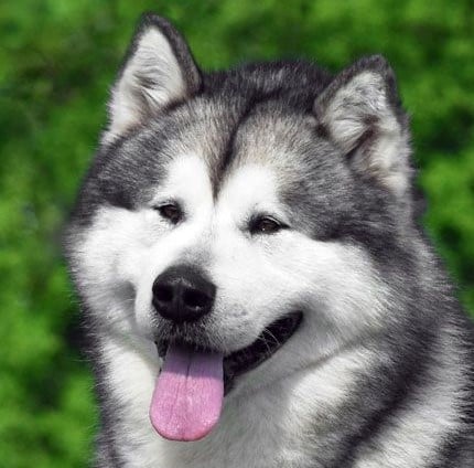 Cover art for Icehart, wealthy malamute, a furry scenario on AI Dungeon