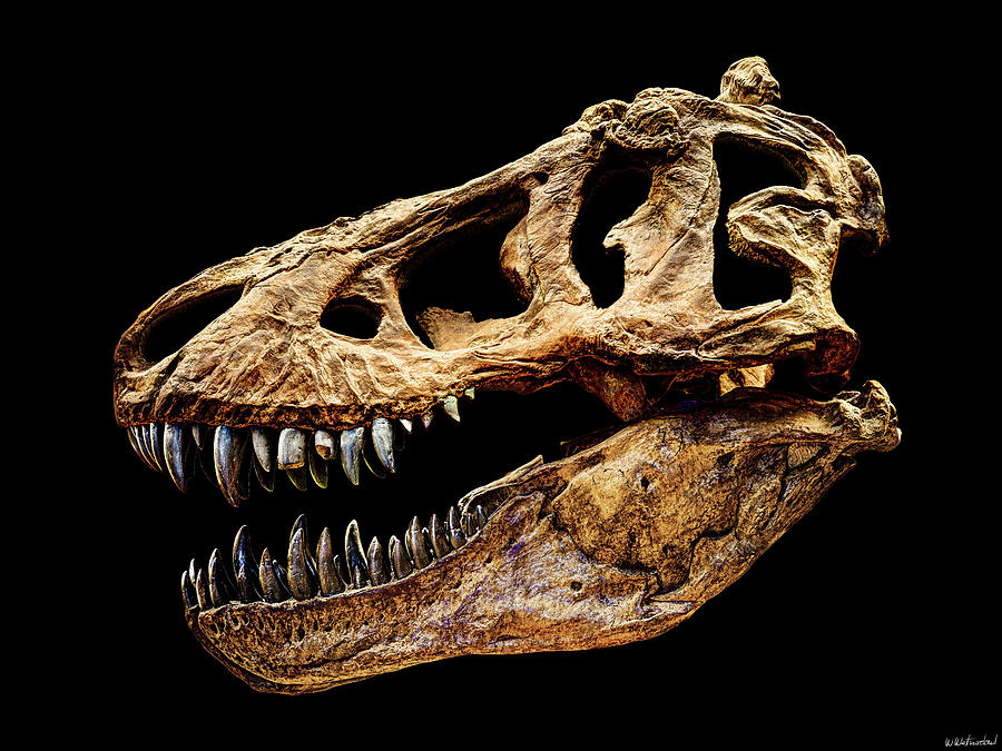 Cover art for An odd Dinosaur Skull, a furry scenario on AI Dungeon