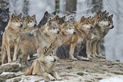 Cover art for Beastdom: Amongst Wolves, a wolf scenario on AI Dungeon