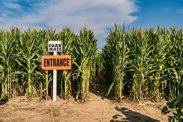 Cover art for “The Maize Maze Master”, a corn adventure on AI Dungeon