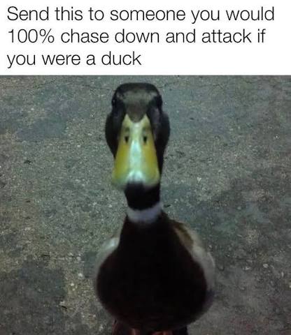 Cover art for Reincarnated As a Duck, an adventure scenario on AI Dungeon