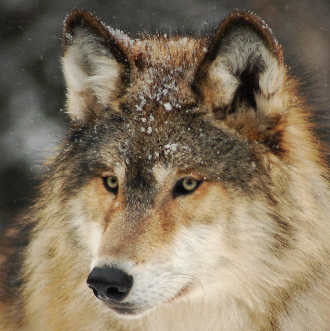 Cover art for Wolf infection, a wolf scenario on AI Dungeon