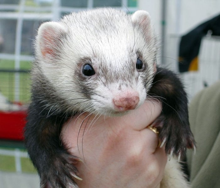 Cover art for JACK, the Ferret Man, a ferret adventure on AI Dungeon