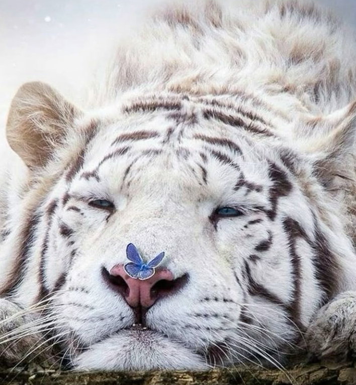 Cover art for I) Moonlit Fury: The White Tiger's Awakening on AI Dungeon