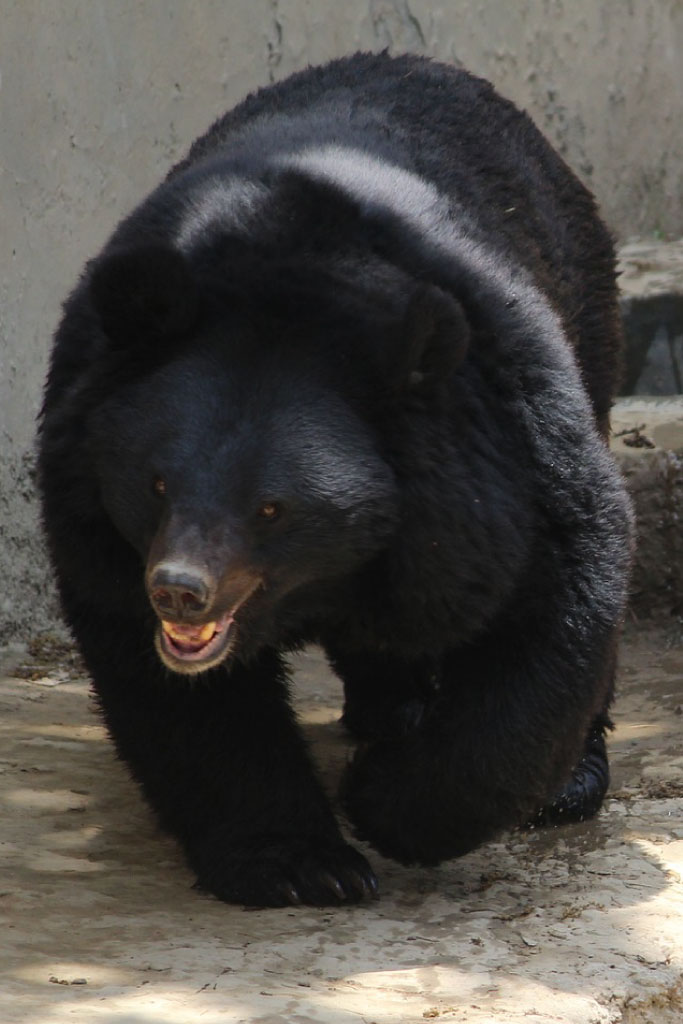 Cover art for Bear With Me Again, a black bear scenario on AI Dungeon